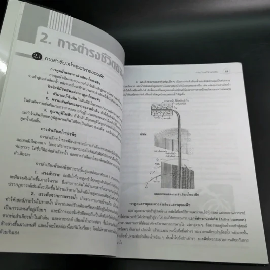 หน่วยของสิ่งมีชีวิต ชั้นมัธยมศึกษาตอนต้น รูปที่ 13