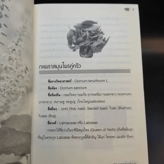 กินใบกะเพรา ร้อนแรงแซงโรคร้าย สมุนไพรของชาติไทยใช้เป็นยา รูปที่ 11
