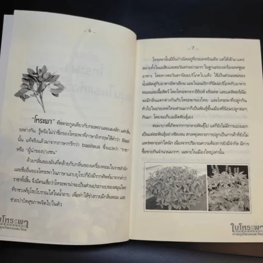 ใบโหระพา ไม่สิ้นศรัทธา ยาสมุนไพรอมตะไทย - นพ.ปัญญา ไพศาลอนันต์ รูปที่ 11