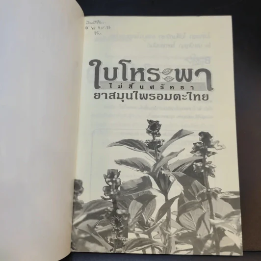 ใบโหระพา ไม่สิ้นศรัทธา ยาสมุนไพรอมตะไทย - นพ.ปัญญา ไพศาลอนันต์ รูปที่ 8