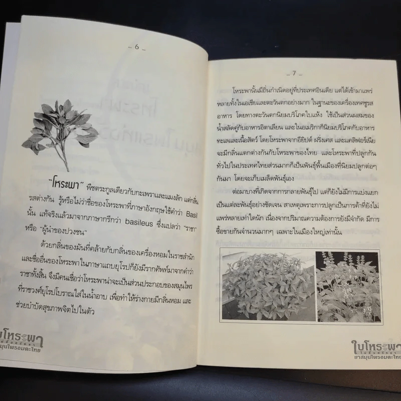 ใบโหระพา ไม่สิ้นศรัทธา ยาสมุนไพรอมตะไทย - นพ.ปัญญา ไพศาลอนันต์ รูปที่ 11