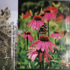 The Natural Habitat Garden - Ken Druse with Margaret Roach รูปที่ 17