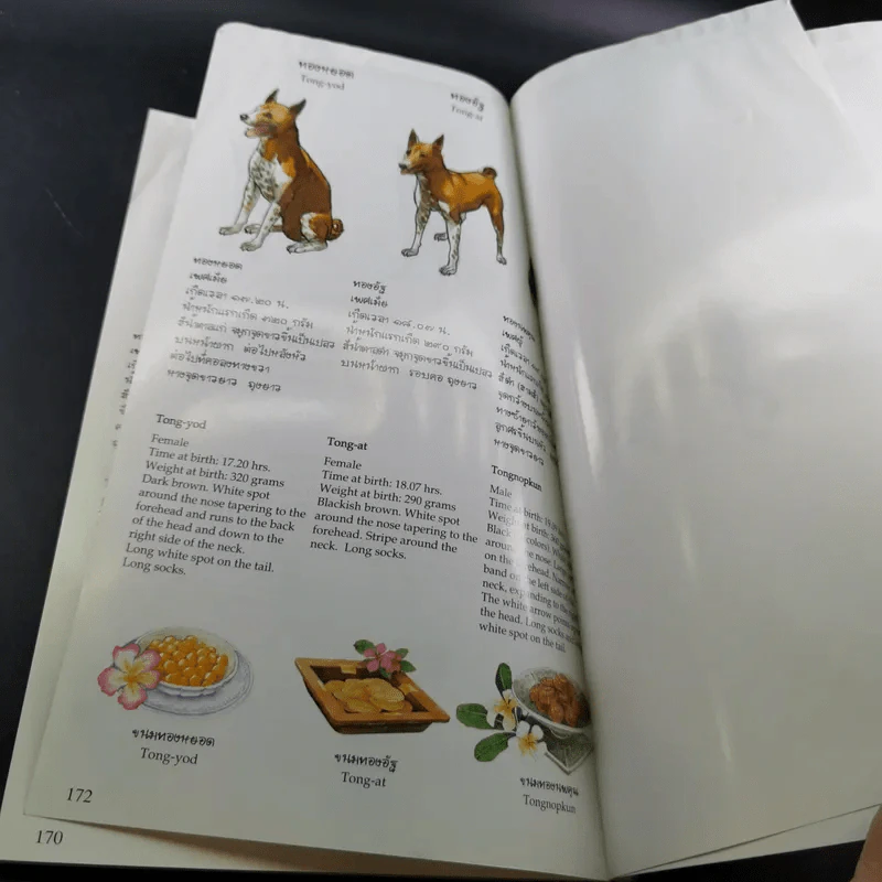 เรื่องทองแดง The Story of Tongdaeng ฉบับการ์ตูน ภาพสี รูปที่ 17