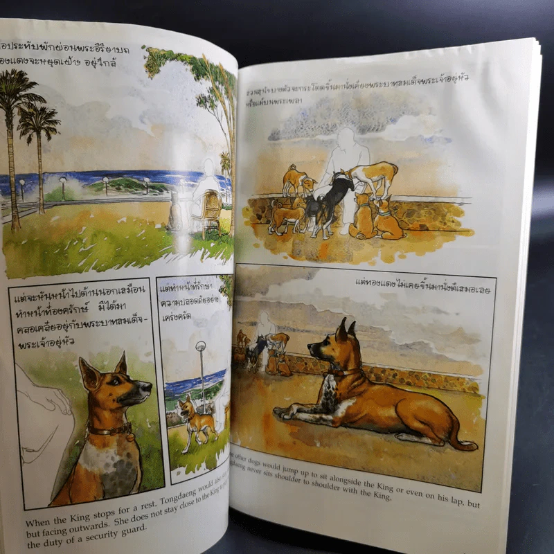 เรื่องทองแดง The Story of Tongdaeng ฉบับการ์ตูน ภาพสี รูปที่ 13