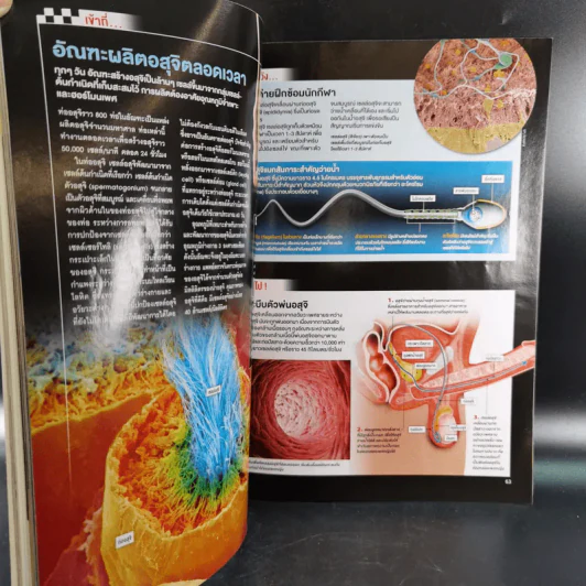 Science Illustrated October 2013 รูปที่ 11