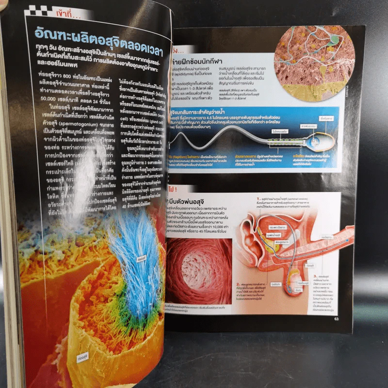 Science Illustrated October 2013 รูปที่ 11