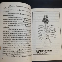 แวนด้า Vanda - ไชยา-ลาวัลย์ รูปที่ 10