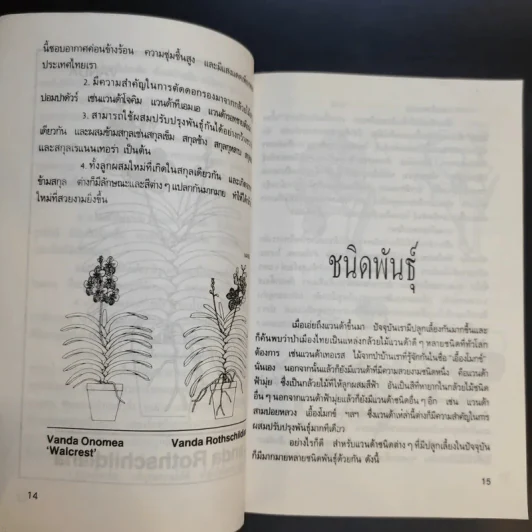 แวนด้า Vanda - ไชยา-ลาวัลย์ รูปที่ 11