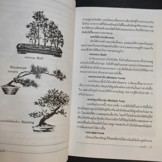 บอนไซ Bonsai - ชาง ตันสกุล รูปที่ 12