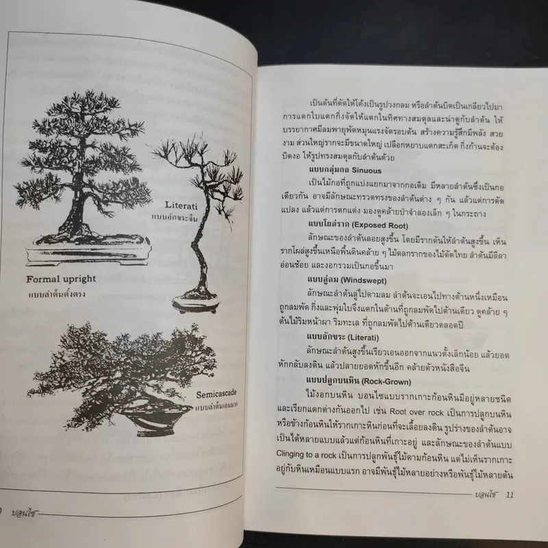 บอนไซ Bonsai - ชาง ตันสกุล รูปที่ 11