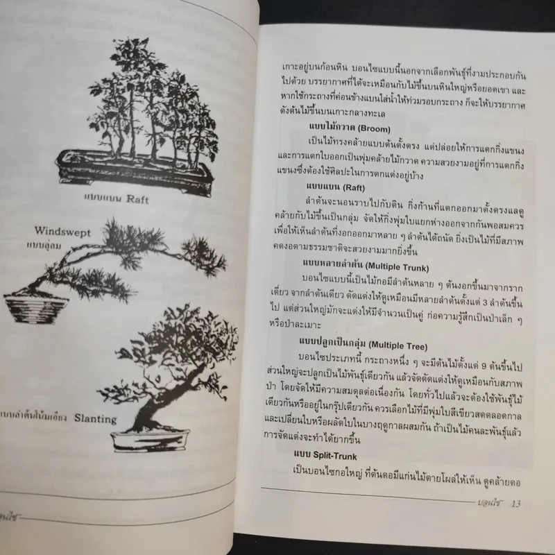 บอนไซ Bonsai - ชาง ตันสกุล รูปที่ 12