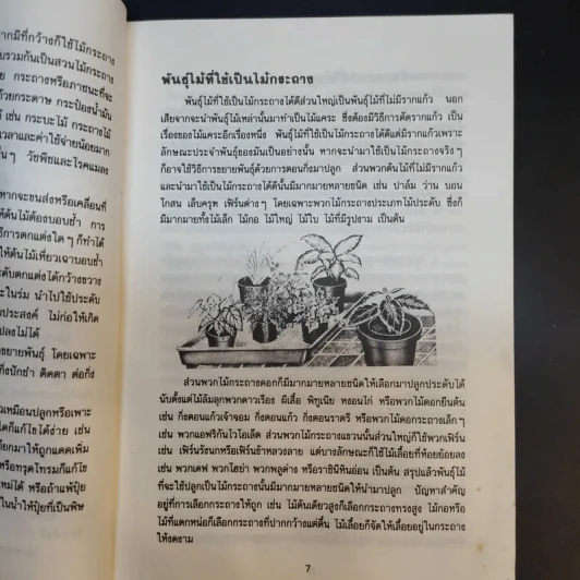 ไม้กระถาง - นฤมล ประสานไมตรี รูปที่ 11