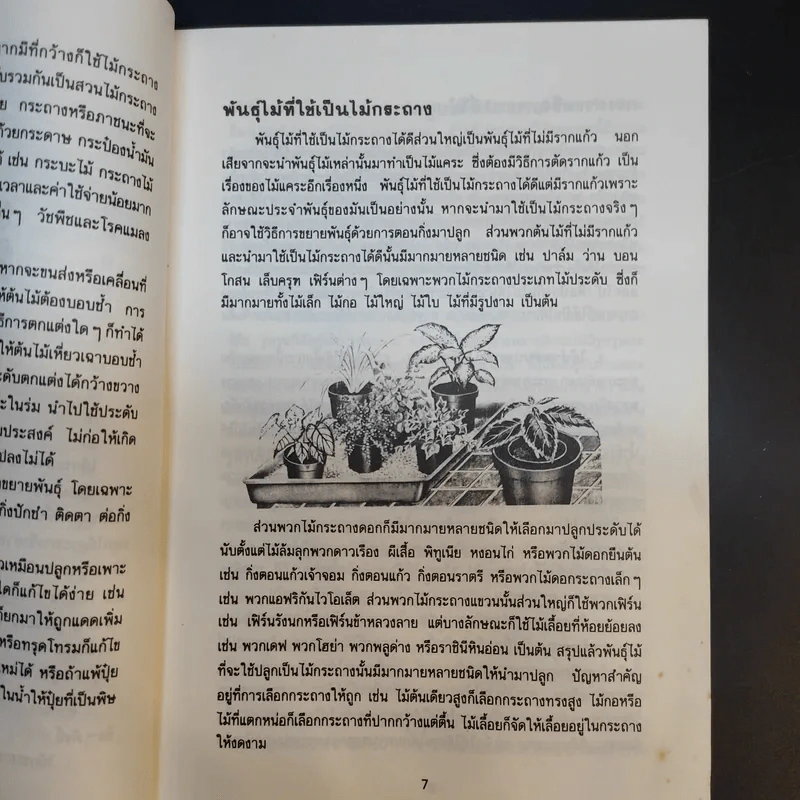 ไม้กระถาง - นฤมล ประสานไมตรี รูปที่ 11