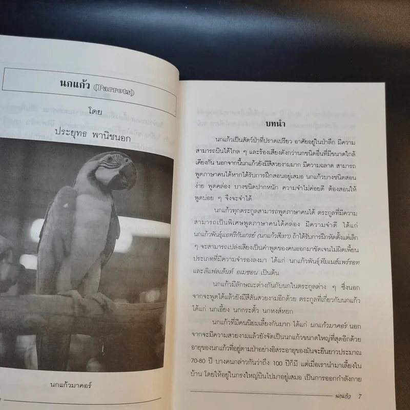นกแก้ว Parrots - ประยุทธ พาณิชนอก รูปที่ 11