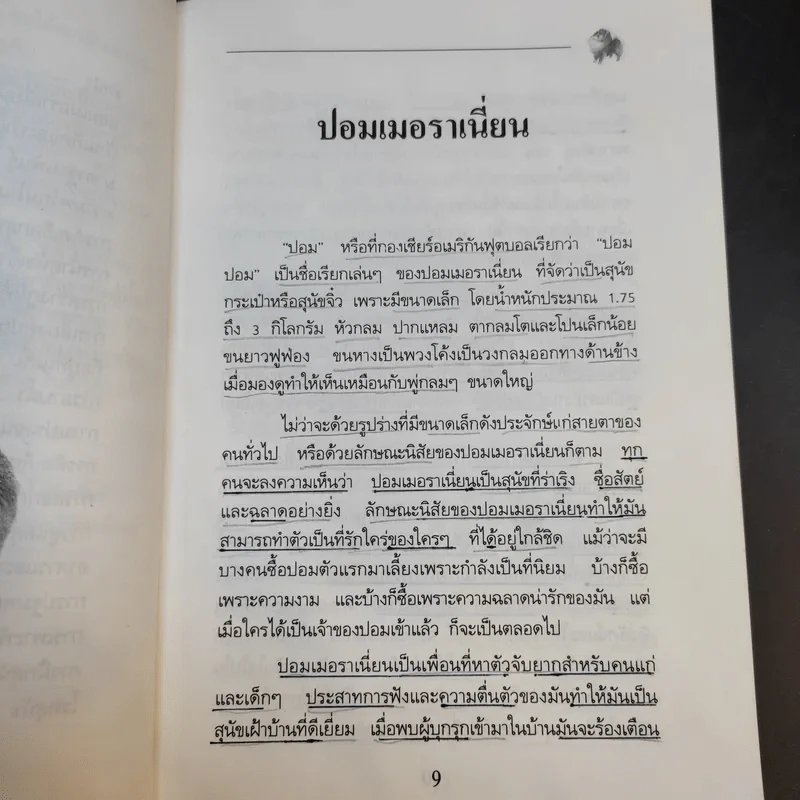 การเลี้ยงสุนัข ปอมเมอราเนี่ยน - บัณฑิตย์ สุริยพันธ์ รูปที่ 12