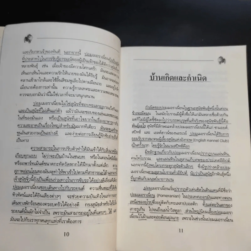 การเลี้ยงสุนัข ปอมเมอราเนี่ยน - บัณฑิตย์ สุริยพันธ์ รูปที่ 13