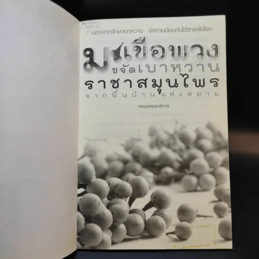 มะเขือพวงขจัดเบาหวาน ราชาสมุนไพรจากพื้นบ้านแห่งสยาม รูปที่ 8