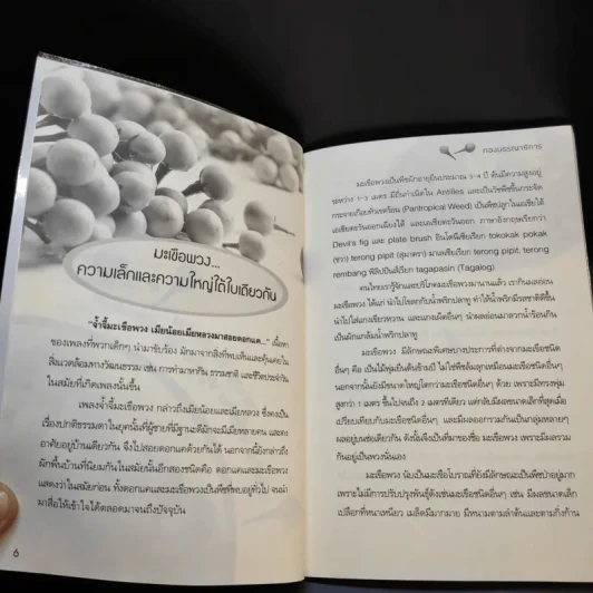 มะเขือพวงขจัดเบาหวาน ราชาสมุนไพรจากพื้นบ้านแห่งสยาม รูปที่ 11