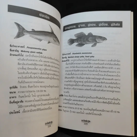 ปลาไทยที่น่ารู้จัก - ธวัชชัย เลิศสุนทรกุล รูปที่ 17