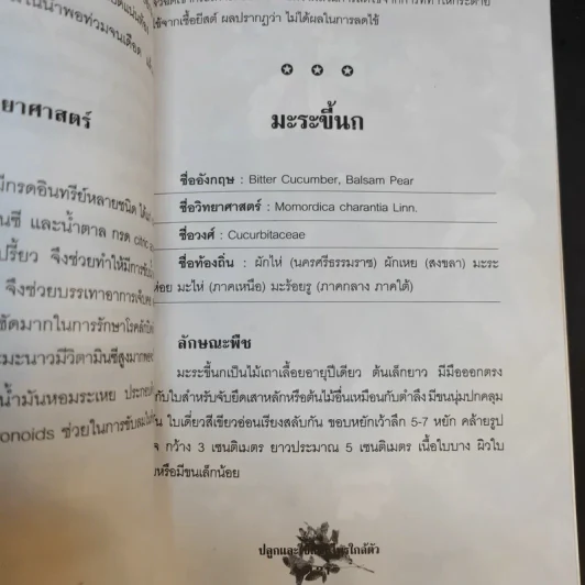 ปลูกและใช้สมุนไพรใกล้ตัว - จิตรลดา ชมบุญ รูปที่ 14
