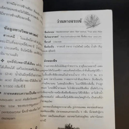 ปลูกและใช้สมุนไพรใกล้ตัว - จิตรลดา ชมบุญ รูปที่ 12