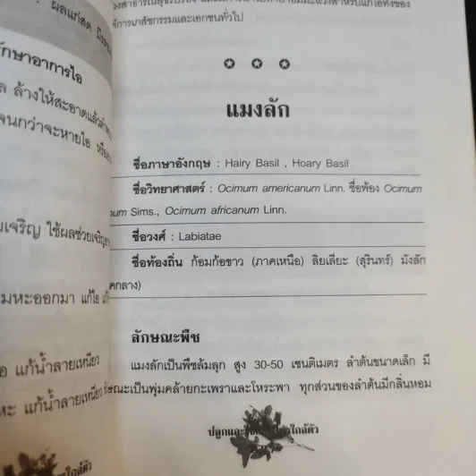 ปลูกและใช้สมุนไพรใกล้ตัว - จิตรลดา ชมบุญ รูปที่ 13
