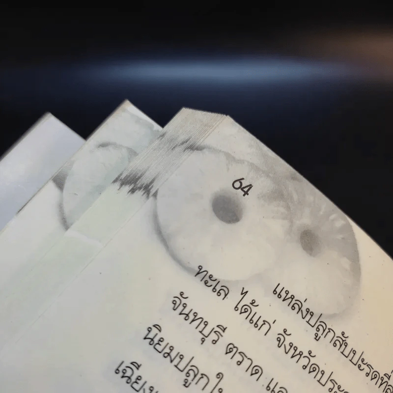 สับปะรดลดพุง บำรุงขับถ่าย - นพ.ปัญญา ไพศาลอนันต์ รูปที่ 13