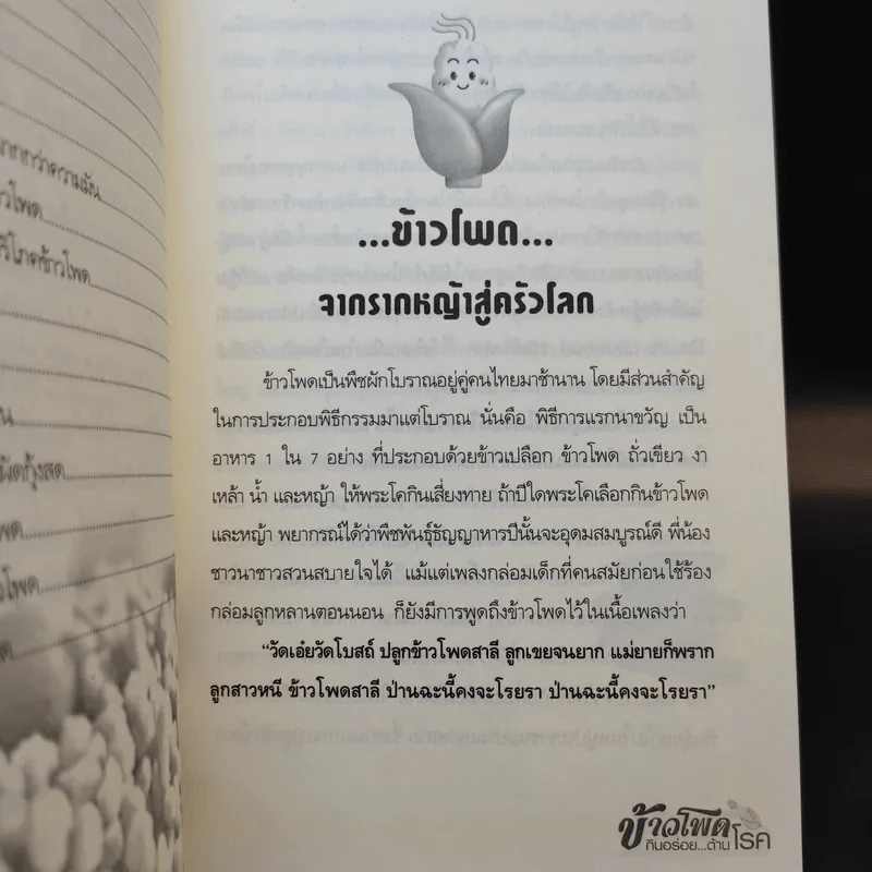ข้าวโพด กินอร่อย ต้านโรค รูปที่ 6