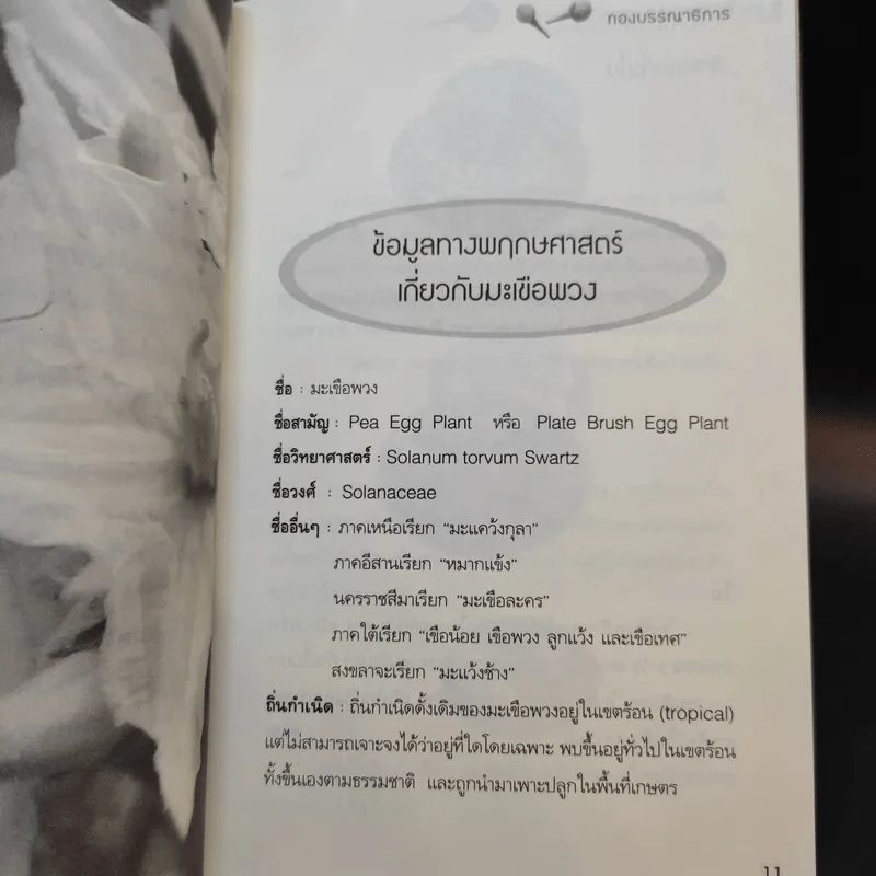 มะเขือพวงขจัดเบาหวาน ราชาสมุนไพรจากพื้นบ้านแห่งสยาม รูปที่ 12