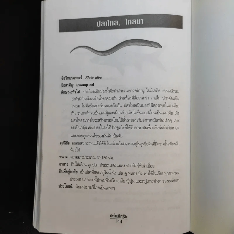 ปลาไทยที่น่ารู้จัก - ธวัชชัย เลิศสุนทรกุล รูปที่ 18