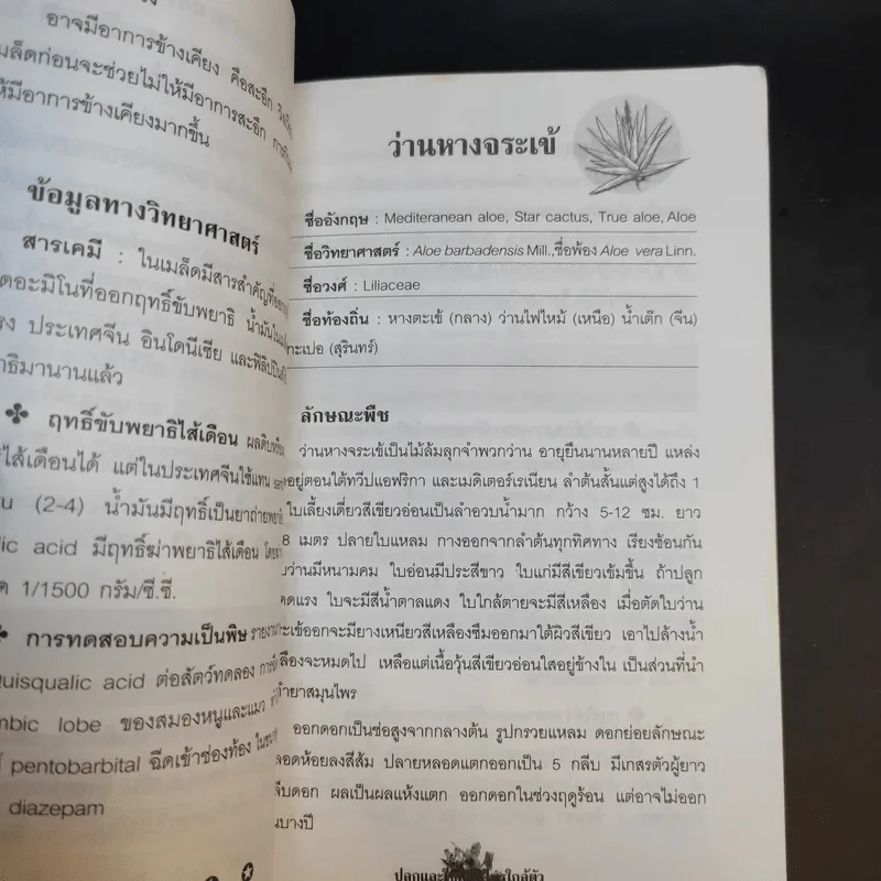 ปลูกและใช้สมุนไพรใกล้ตัว - จิตรลดา ชมบุญ รูปที่ 12