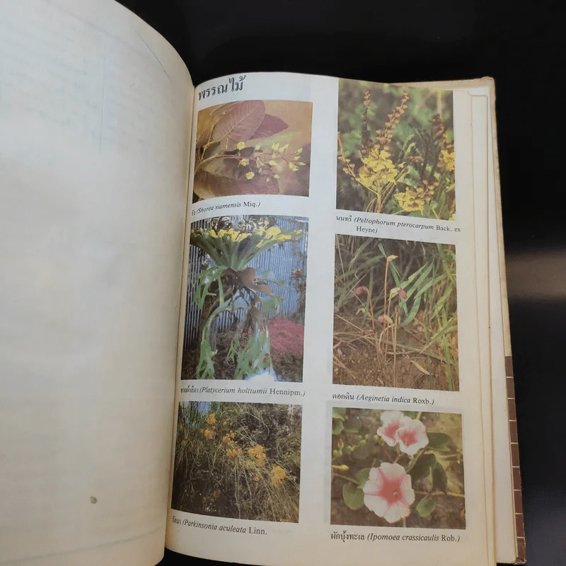 พจนานุกรม ฉบับราชบัณฑิตยสถาน พ.ศ.2525 รูปที่ 15