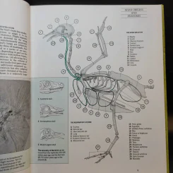 The Complete Cage and Aviary Bird รูปที่ 12