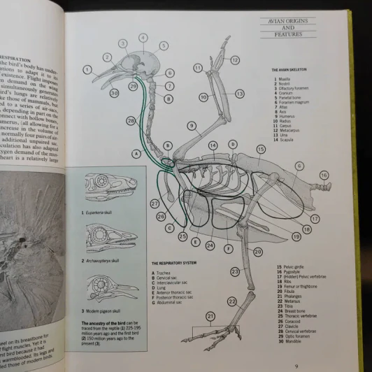 The Complete Cage and Aviary Bird รูปที่ 12