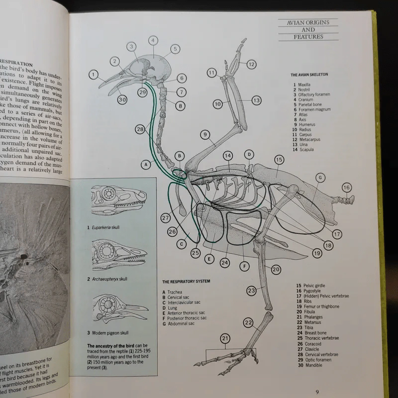 The Complete Cage and Aviary Bird รูปที่ 12