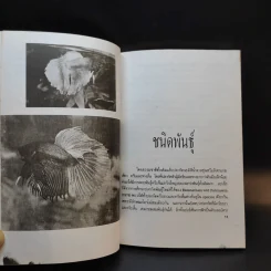 ปลากัด Betta - ชาติ ไชยณรงค์ รูปที่ 10