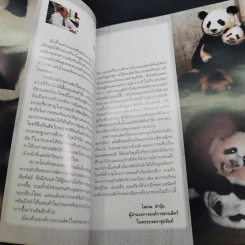 แพนด้าน้อย หลินปิง รูปที่ 12