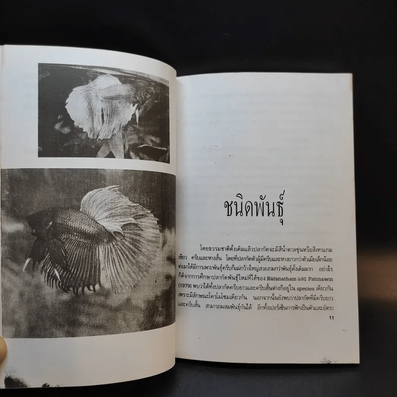ปลากัด Betta - ชาติ ไชยณรงค์ รูปที่ 10