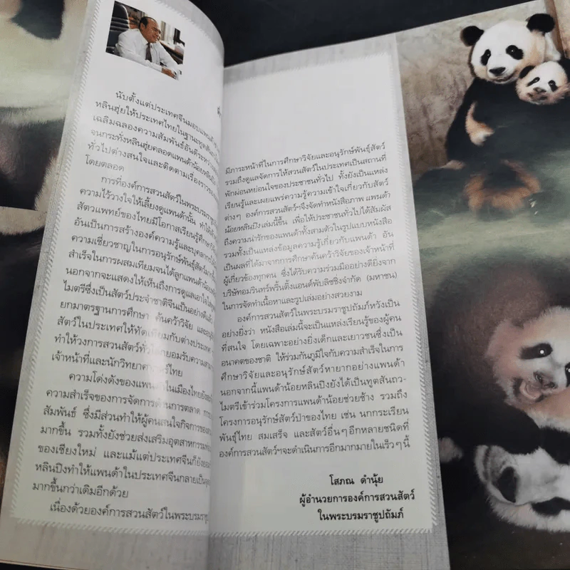 แพนด้าน้อย หลินปิง รูปที่ 12