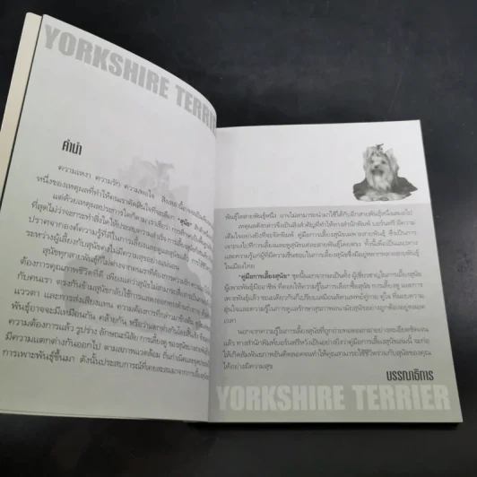 Yorkshire Terrier Dog's Story - นวมินทร์ รูปที่ 8
