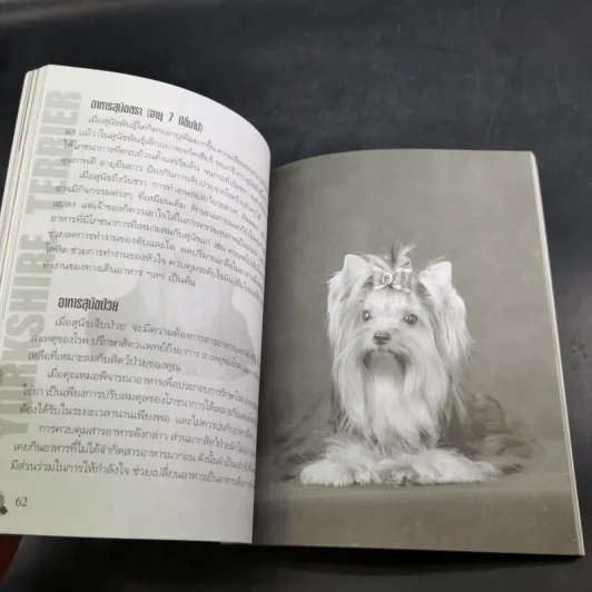 Yorkshire Terrier Dog's Story - นวมินทร์ รูปที่ 11