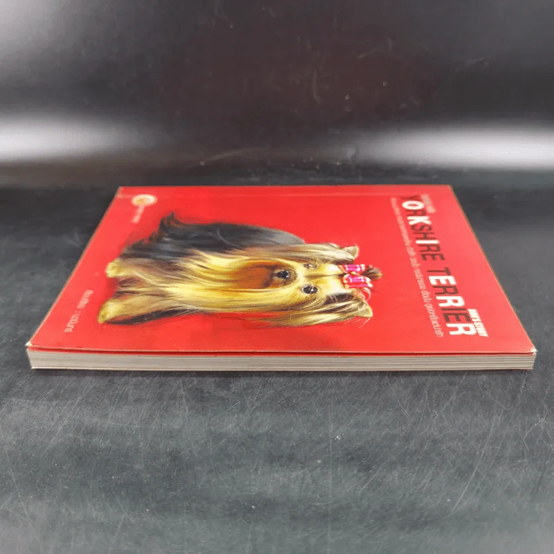 Yorkshire Terrier Dog's Story - นวมินทร์ รูปที่ 5