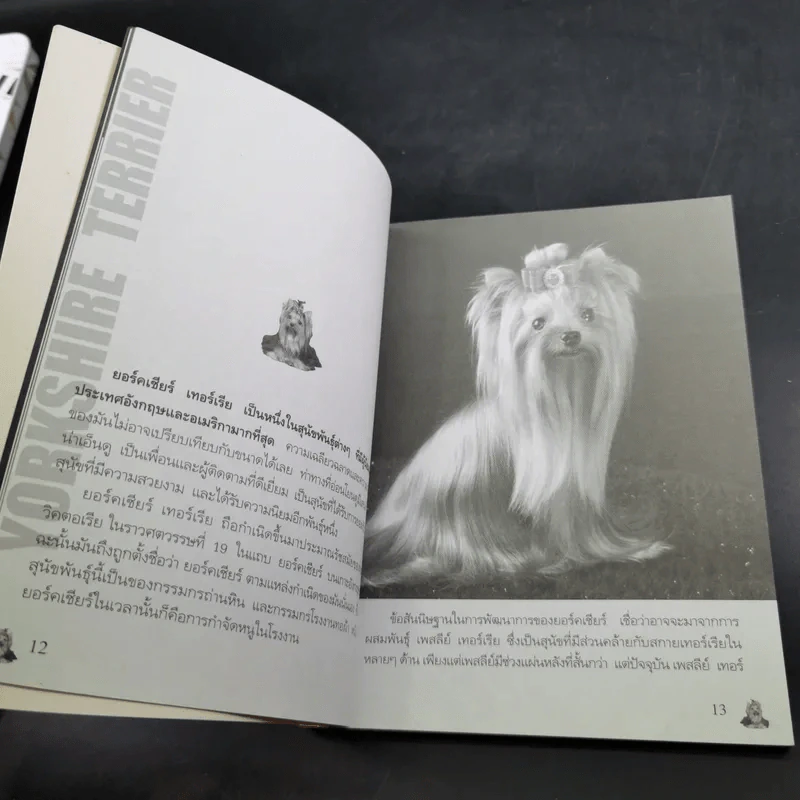 Yorkshire Terrier Dog's Story - นวมินทร์ รูปที่ 10