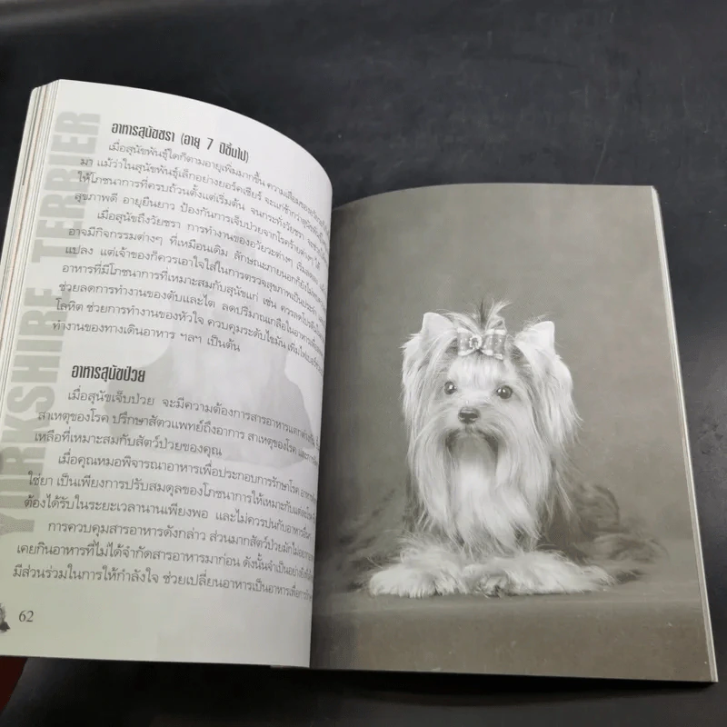Yorkshire Terrier Dog's Story - นวมินทร์ รูปที่ 11