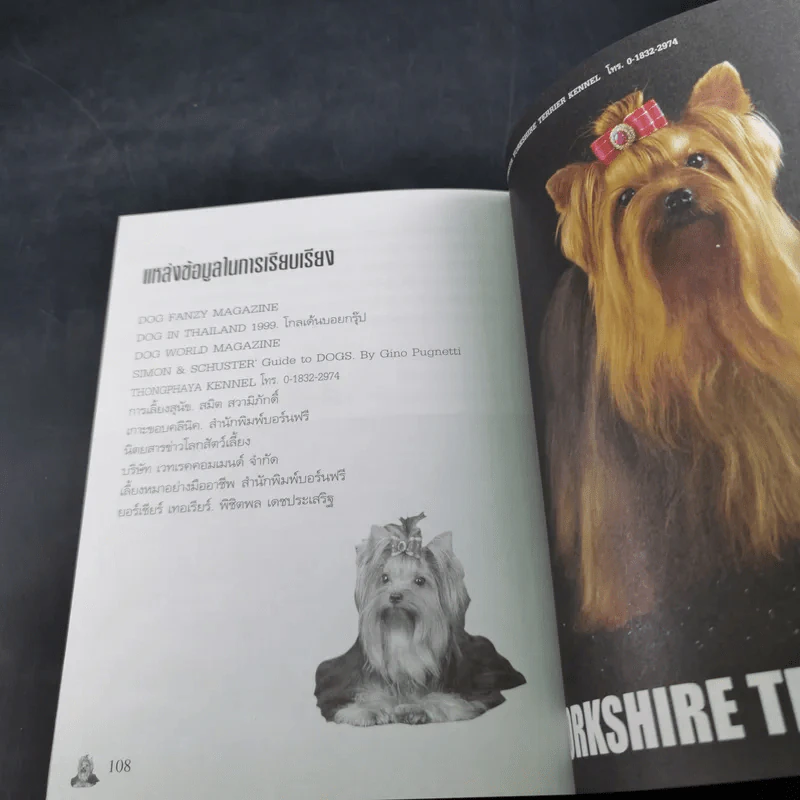Yorkshire Terrier Dog's Story - นวมินทร์ รูปที่ 12