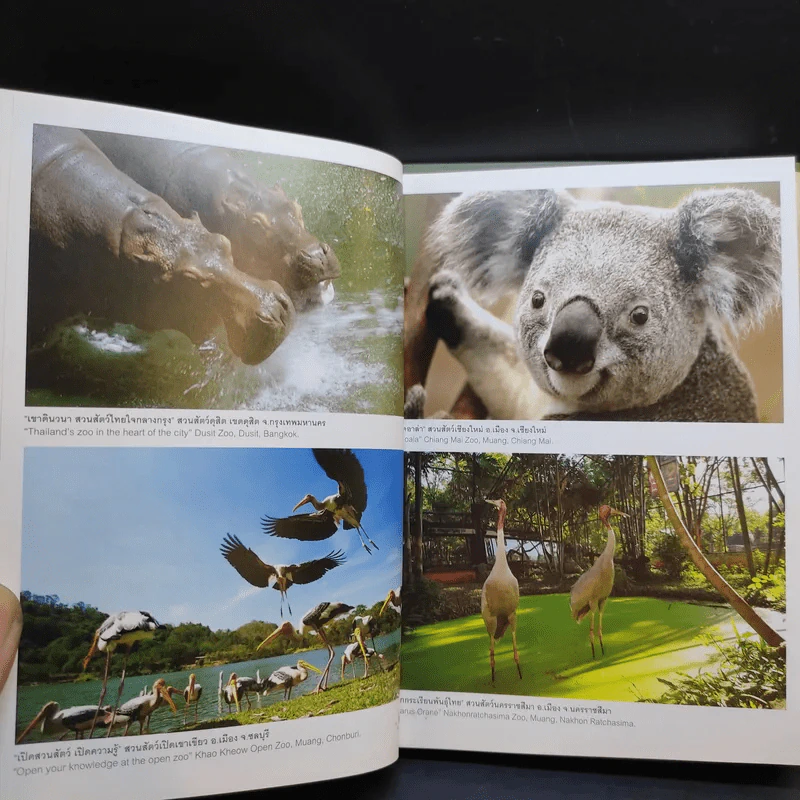 75th Anniversary Zoo Thailand องค์การสวนสัตว์ในพระบรมราชูปถัมภ์ รูปที่ 11