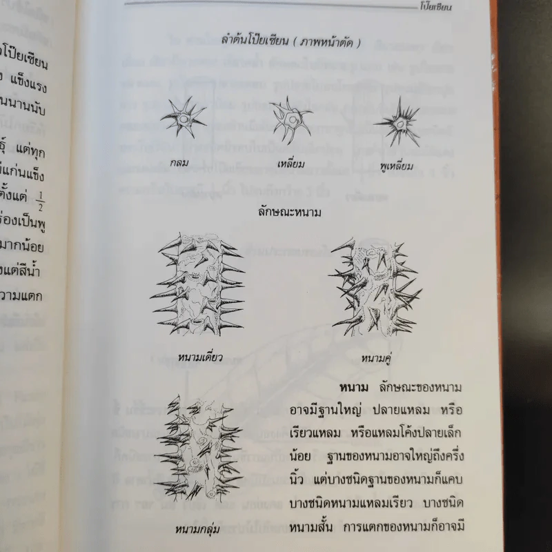 คู่มือการปลูกเลี้ยง โป๊ยเซียน - ประเสริฐ ศิริบุญเรือง รูปที่ 13