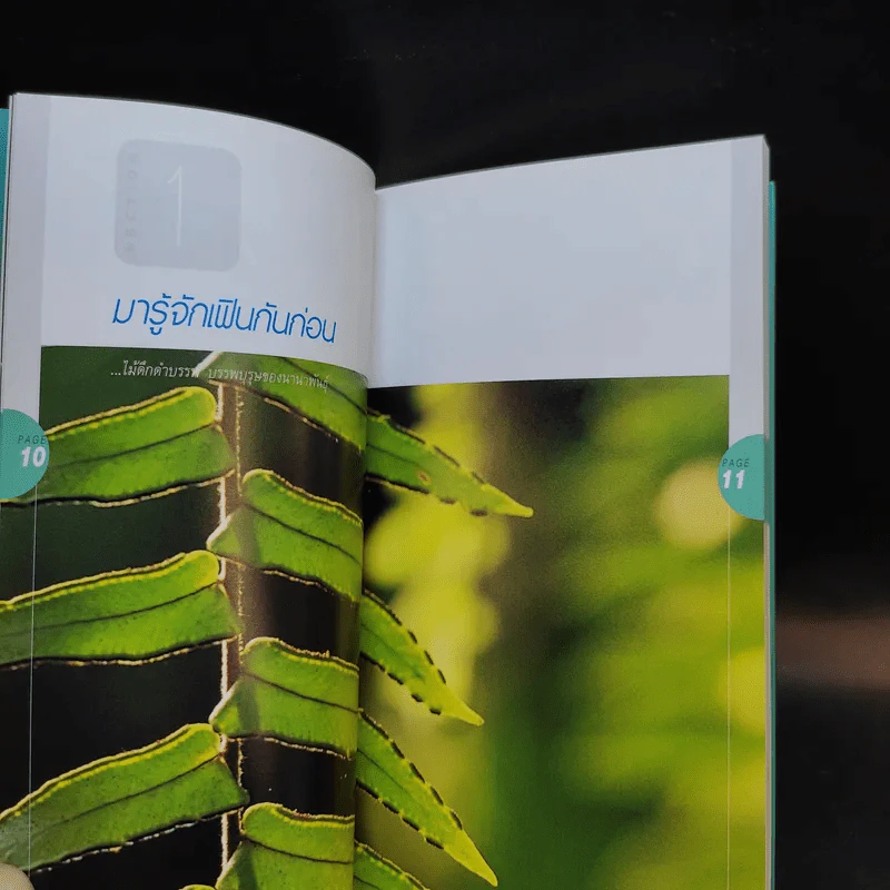 มือใหม่หัดปลูกเฟิน Easy Fern - อุไร จิรมงคลการ รูปที่ 12