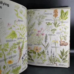 Herbs - Ann Bonar รูปที่ 10