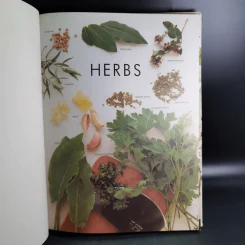 Herbs - Ann Bonar รูปที่ 7